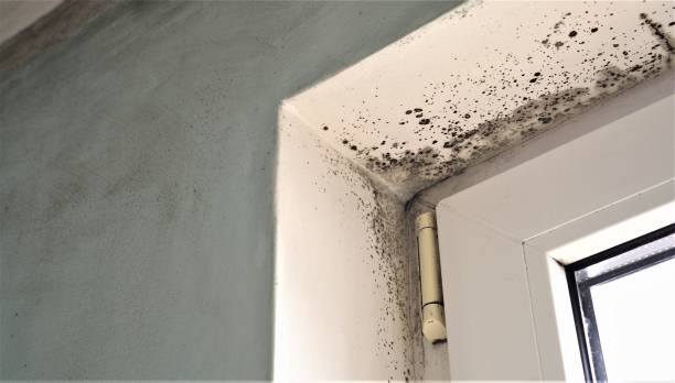 Best Black Mold Removal  in Thousand Oaks, CA