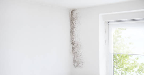 Best Residential Mold Inspection & Testing  in Thousand Oaks, CA