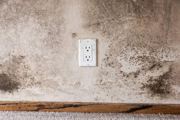 Best Mold Documentation for Insurance Claims  in Thousand Oaks, CA