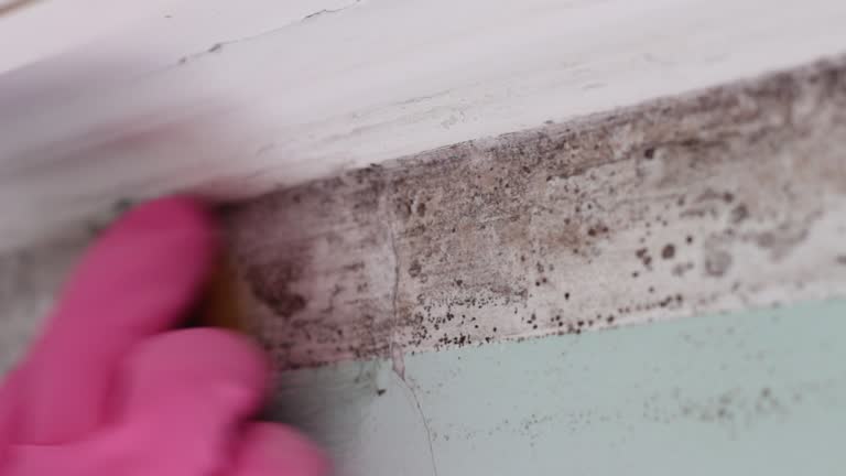 Best Commercial Mold Inspection  in Thousand Oaks, CA